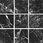 WEB Roccia Black Range